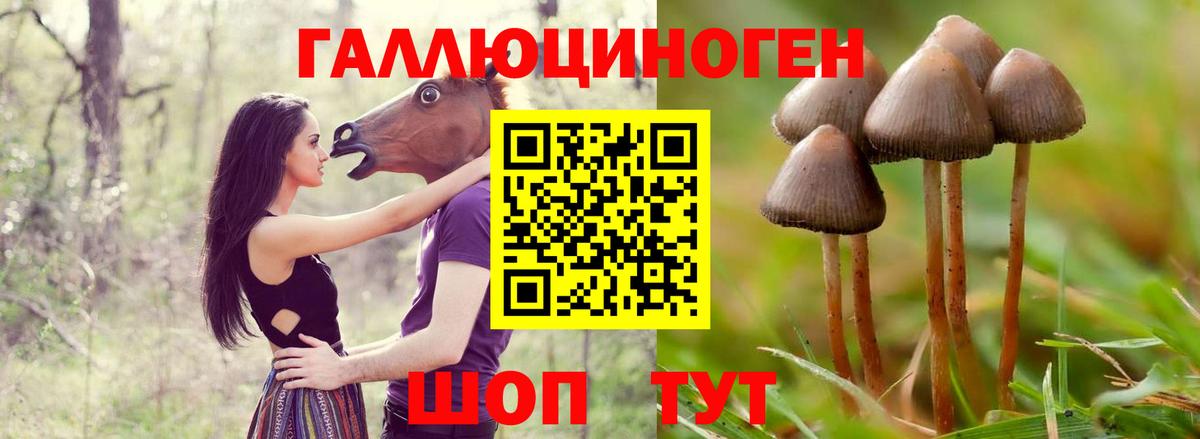 Будённовск  Псилоцибиновые грибы GOLDEN TEACHER  Вход с VPN 